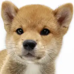【 柴犬 】愛らしい表情と穏やかな性格が魅力!赤柴の男の子が埼玉浦和に登場!