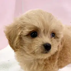【 MIX 】チワワ×トイプードルのミックス犬がマルワン志村坂下店に登場です!