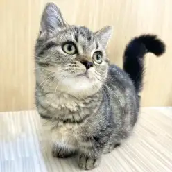 【 ミヌエット 】短いあんよが今日も全開!志村坂下店のミヌエットちゃんをご紹介!