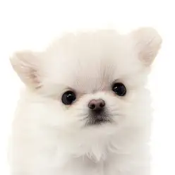 【 チワワ 】たぬき顔がたまらない!クリームカラーのチワワちゃんが仲間入り!
