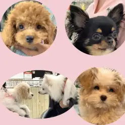 【 しつけ相談会 】愛犬との絆の結び方レクチャーとお悩み相談!