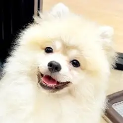 【 ポメラニアン 】お迎え後を想像！ポメちゃんとの楽しい暮らし