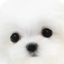 【 マルチーズ 】可愛いお顔と表情が特徴!絶大な魅力がある子犬の笑顔をご覧あれ!