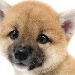 【 柴犬 】 これぞ赤柴の王道スタイル!あどけなさと凛々しさの和柴美人が登場