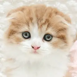 【 スコティッシュ 】陽だまりのような暖かさ。穏やかな毎日をくれる猫ちゃん