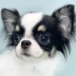 【 チワワ 】動画で辿る日暮里成長LOG!生後6ヶ月のチワワちゃんをご紹介!