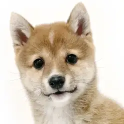 【 豆柴 】 おすまし顔と無邪気な笑顔!二つの表情を持つ赤毛レディ!