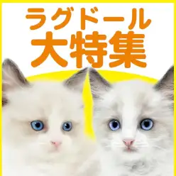 【 ラグドール特集 】8/20現在在店中の青い瞳が美しい美猫特集！最新動画付き！