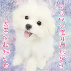 【 お知らせ 】現在メガドン・キホーテに改装中!マルワン高井戸店は毎日営業してます
