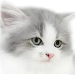 【 サイベリアン 】人懐っこすぎる！一緒に居ることが大好きな生後2ヶ月の子猫！