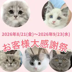 【 お知らせ 】お客様大感謝祭開催中！マルワン武蔵浦和店の子猫をご紹介