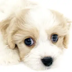 【 キャバション 】大人気MIX犬！フワフワな被毛と温厚な性格が魅力！