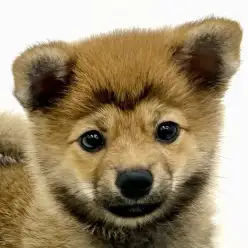 【 MIX 】ポメラニアン×豆柴の激レアのポメ豆!!忠実で運動が得意な小型犬!