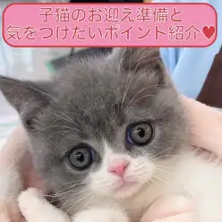【 保存版 】初心者ユーザーさま必見!子猫のお迎え準備と生活ポイント徹底ガイド!