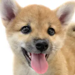 【 柴犬 】王道スタイルから進化スタイルへ!忠犬らしいルックスと愛嬌の成長記録