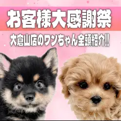 【 お客様感謝祭 】マルワン大倉山店の個性豊かなワンちゃん全頭紹介!