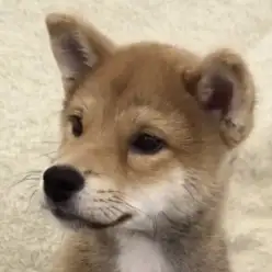 【 柴犬 】癒し効果抜群！穏やかな性格が魅力の赤柴の男の子が埼玉浦和に登場