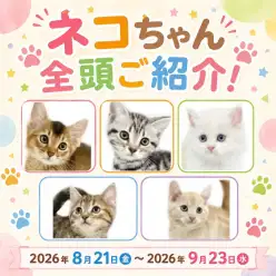 【 お知らせ 】お客様大感謝祭開催！マルワン板橋志村坂下店のネコちゃんをご紹介！