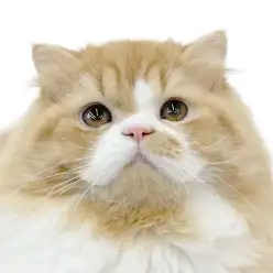 【 フォールデックス 】可愛すぎる丸くてもこもこのペチャ鼻猫の最新情報