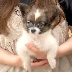 【 パピヨン 】ご家族が決まりました!パピヨンちゃんおめでとう!