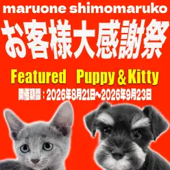 【 お知らせ 】大感謝祭開催中!可愛いが溢れる大田区下丸子店の子犬、子猫を紹介!