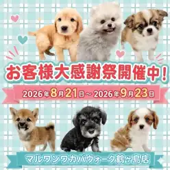 【 お知らせ 】お客様大感謝祭開催!マルワンワカバウォーク鶴ヶ島店の子犬紹介!
