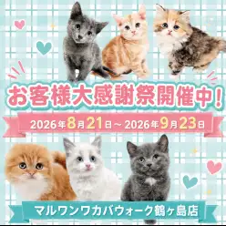 【 お知らせ 】お客様大感謝祭開催!マルワンワカバウォーク鶴ヶ島店の子猫紹介!