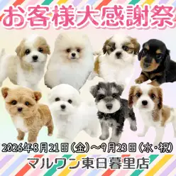 【 お知らせ 】お客様大感謝祭開催中!マルワン東日暮里店のワンちゃんをご紹介!