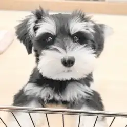 【 城山店パピートレーニング 】シュナちゃんのフェンス(境界線)トレーニング