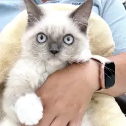 【 バーマン 】希少猫種が初入店!甘えん坊な性格が好みの方は必見!