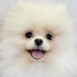 【 ポメラニアン 】爆発的な毛量でふっわふわ!沖縄生まれのぽっちゃん2ndブログ