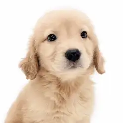 【 ゴールデンレトリバー 】憧れの大型犬!アメリカンタイプの女の子