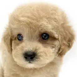 【 MIX犬 】アプリコットが眩しいビションプーが東川口店で初お披露目!