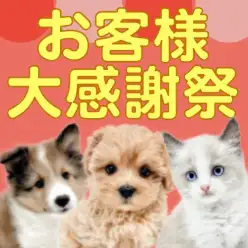 【 お客様大感謝祭 】愛情プライスレスでプライスダウン!子犬子猫お迎えチャンス!
