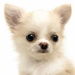 【 チワワ 】極小ボディに可愛さをぎゅっと詰め込んだチワワちゃんが仲間入り！