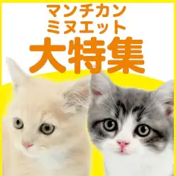 【 マンチカン・ミヌエット特集 】8/6現在在店中の短足ニャンコ！最新動画は必見