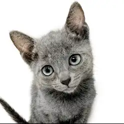 【 ロシアンブルー 】見た目とのギャップが凄すぎる?!甘えん坊な子猫