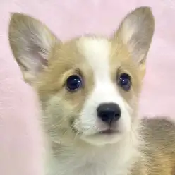 【 コーギー 】食パンじゃありません。可愛さ全開のコーギーちゃんをご紹介！