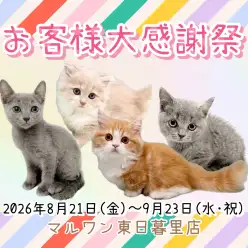 【 お知らせ 】お客様大感謝祭開催中!マルワン東日暮里店のネコちゃんをご紹介!