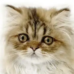 【 エキゾチック 】思わず見つめたくなる愛嬌顔!