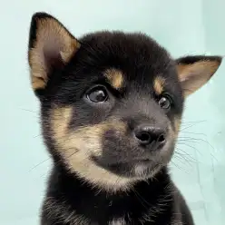 【 柴犬 】勾玉のような眉毛がチャームポイント！大人気黒柴くんが入店しました！