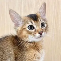 【 ソマリ 】犬のような猫?とにかく甘えん坊な子がいい方はソマリくんに決まり!