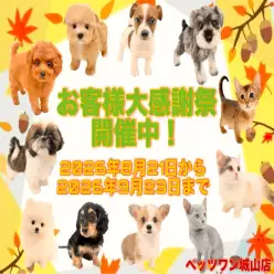 【 お知らせ 】お客様大感謝祭開催中!是非ご家族にお迎えしませんか?