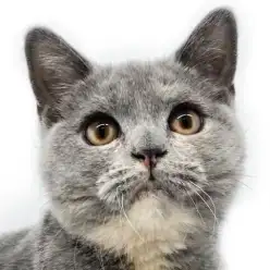 【 ブリティッシュショートヘア 】生後4ヶ月を迎えた堂々たるブリちゃんをご紹介!