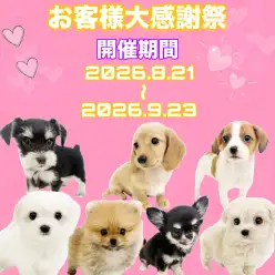 【 お客様大感謝祭 】北戸田店に在店中の可愛いすぎるワンちゃん達をご紹介!