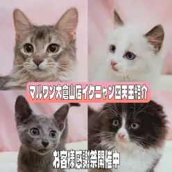 【 お客様感謝祭 】マルワン大倉山店の甘えん坊イケニャン四天王紹介!