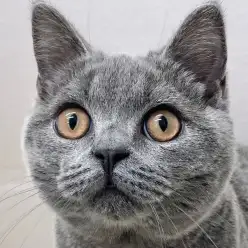 【 ブリティッシュショートヘア 】動画で辿る日暮里成長LOG!ブリくんをご紹介!
