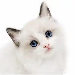 【 ラグドール 】これは反則級…!スタッフも惚れ込む愛され要素満載の子猫