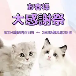 【 お客様大感謝祭 】北戸田店に在店中の可愛いすぎるネコちゃん達をご紹介!