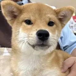 【 柴犬 】柴犬初心者さんにもおすすめ!穏やかで飼いやすい癒やし系の男の子